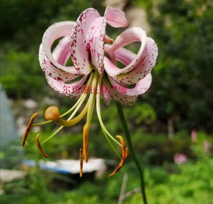 匐茎百合盆栽花卉本店满3球包邮