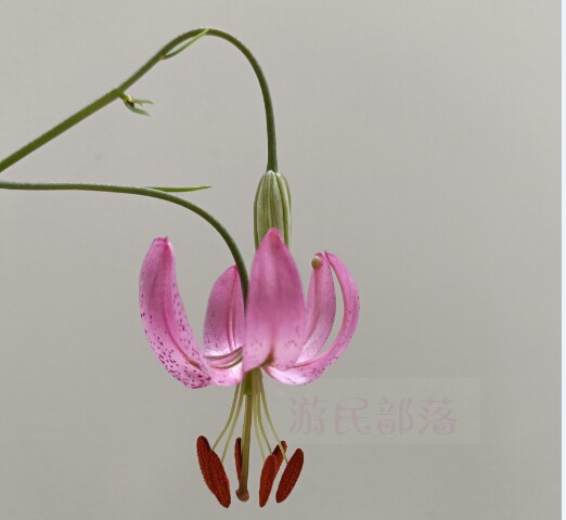 垂花百合野生百合阳台庭院春夏