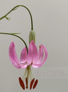 繁殖原生垂花百合细叶百合满3球包邮现货