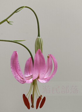 垂花百合野生百合阳台庭院春夏