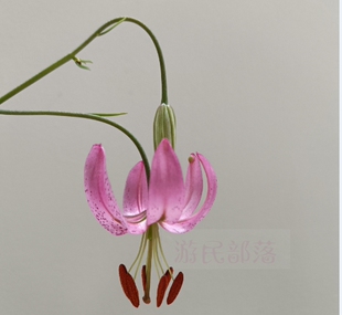 繁殖原生垂花百合细叶百合满3球包邮现货