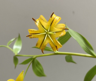 原生丽江百合本店不分品种满3球包邮