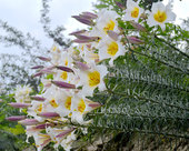 包邮 原生很香 岷江百合百合球百合种子满3棵 新鲜现货岷江河特有