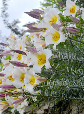 原生很香的岷江百合百合球百合种子满3棵包邮新鲜现货岷江河特有