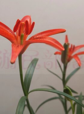耐寒百合百合阳台庭院春夏包邮