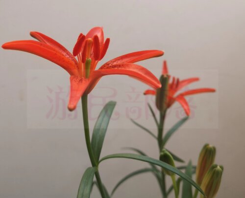耐寒百合百合阳台庭院春夏包邮