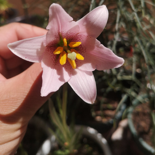 原生百合玫红百合Lilium amoenum 满3球包邮