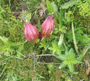 红花原生尖背百合满3球包邮送果夹一个盆栽花卉满3球包邮