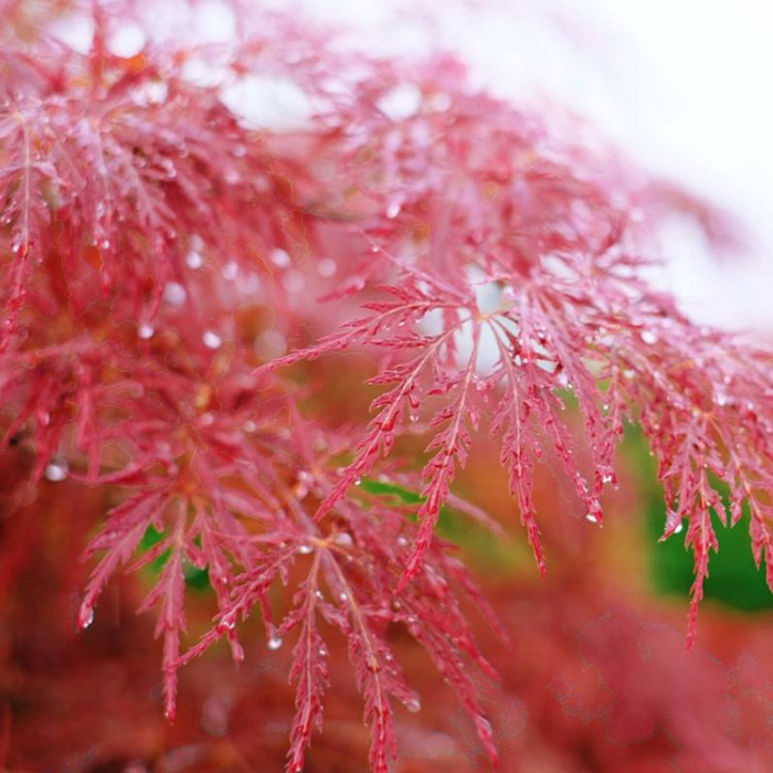 园林绿花苗木庭院植物花卉日本红枫苗羽毛枫树苗稻叶红羽毛枫苗