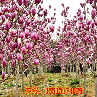 玉兰树苗紫玉兰苗红玉兰黄玉兰娇红一号玉兰花苗小苗庭院绿化树苗