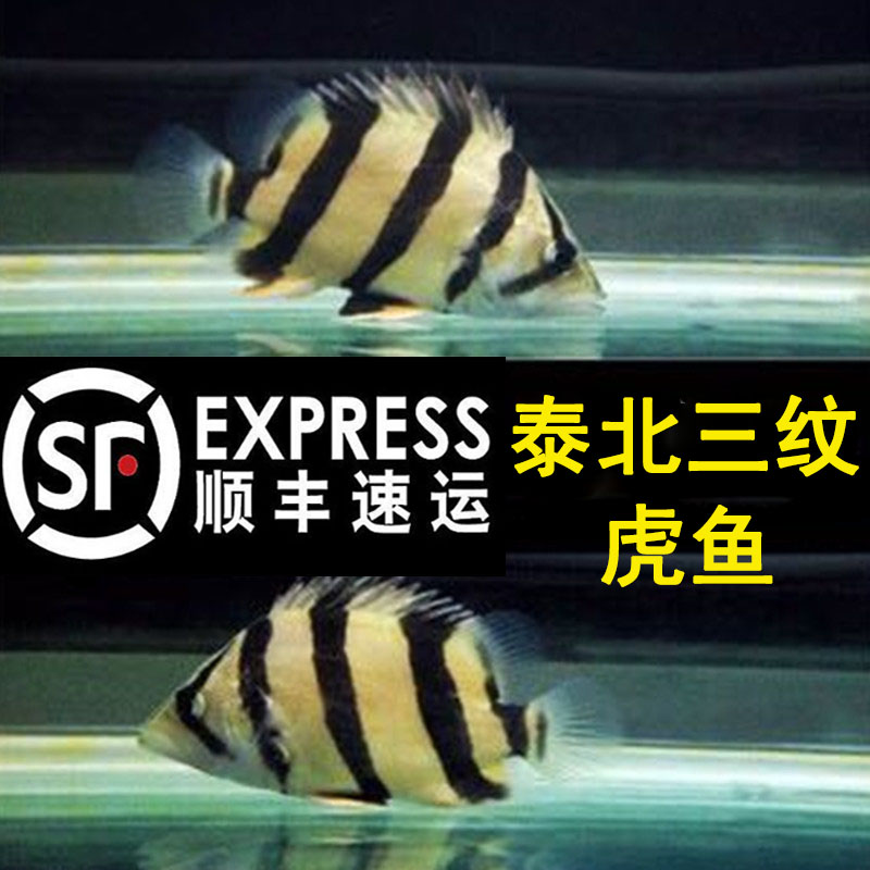 三纹泰国虎日行热带鱼