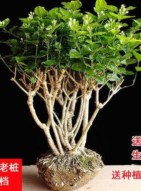 横县茉莉花盆栽花苗观花叶植物花卉盆景驱蚊室内阳台庭院四季绿植