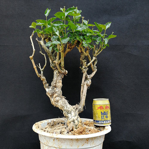 一物一拍茉莉花老桩阳台横县