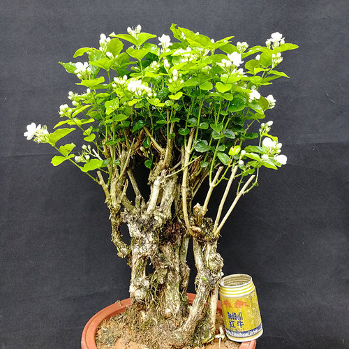 茉莉春夏秋花香开花多盆栽花苗