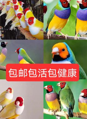 七彩文鸟 活体鸟 宠物鸟 珍珠鸟 五彩 金背 绿背 蓝贝 白背 文鸟