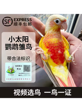 小太阳鹦鹉雏鸟半毛黄边凤梨手养高趴蓝化绿颊肉桂活体带合法标识