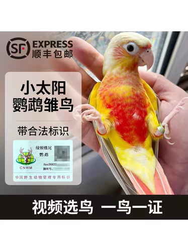 小太阳鹦鹉雏鸟半毛黄边凤梨手养高趴蓝化绿颊肉桂活体带合法标识