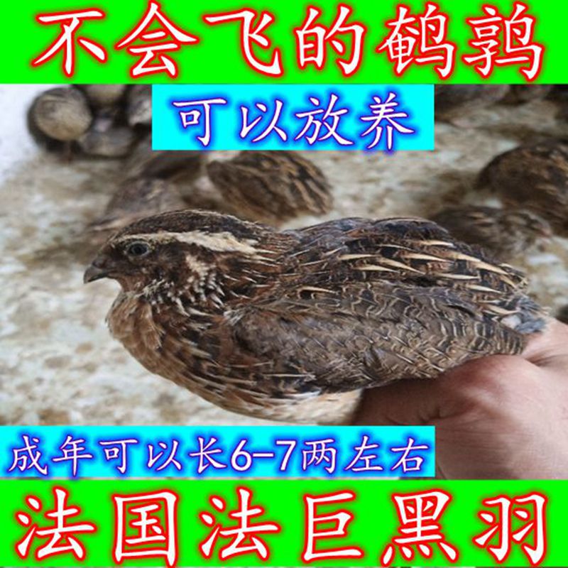包邮法国巨型活苗下蛋鸟青年鹌鹑鸟种鸡繁殖宠物鸟活鸟阳台养殖鸡