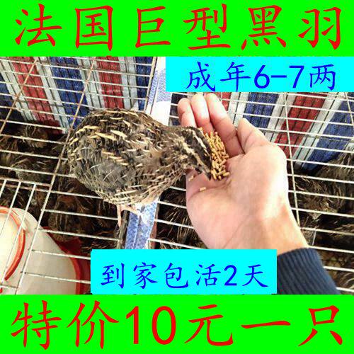 法国巨型鹌鹑鸟活体鹌鹑繁殖用种鹌鹑青年鹌鹑活体宠物手玩鸟包邮