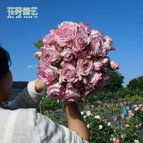 花莳园艺 4加仑月季婚礼阳台露台地栽庭院盆栽花卉绿植多季开