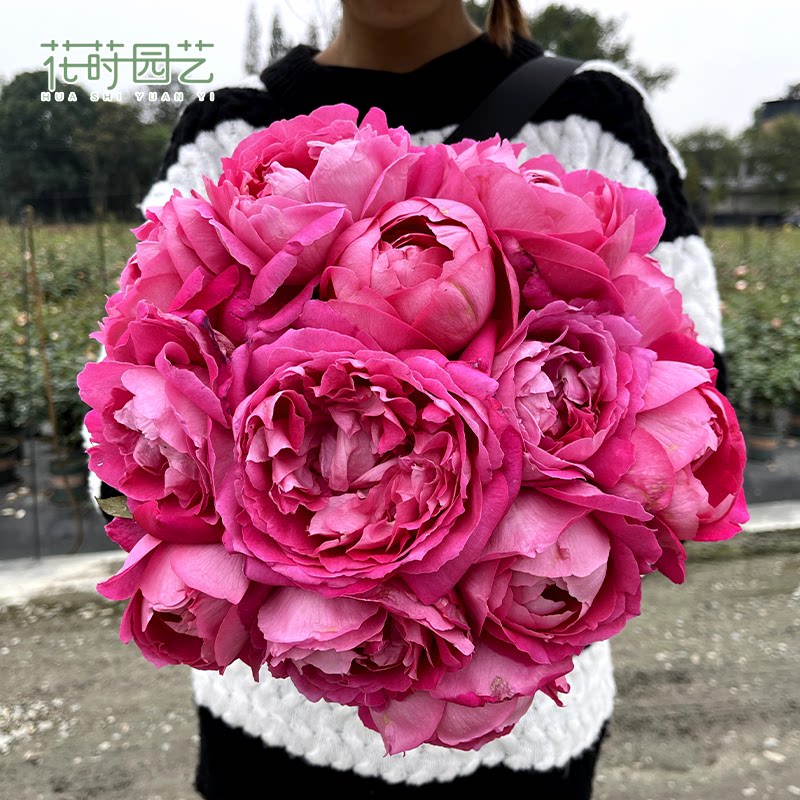 花莳园艺 巴伦西亚12号粉伯爵月季佩朱花苗恩典地栽庭院露台多季