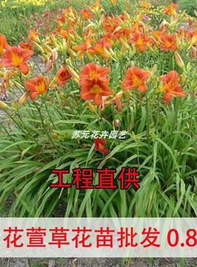 萱草花苗大花萱草金娃娃忘忧草室内庭院盆栽地载四季易活绿化花苗