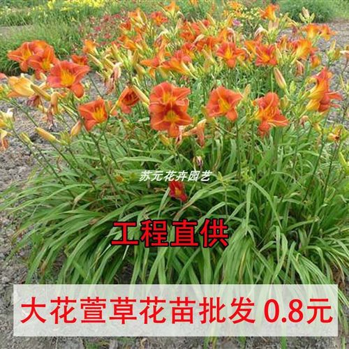 绿化大花萱草花苗四季开花