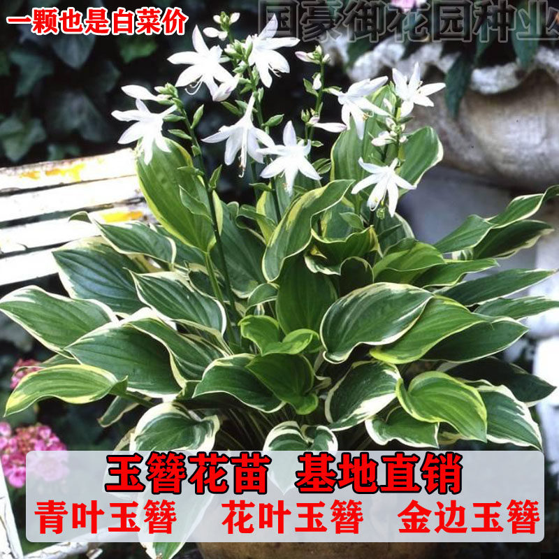 玉簪花苗金边花叶玉簪室内阳台庭院地栽耐阴四季易活绿化常绿开花