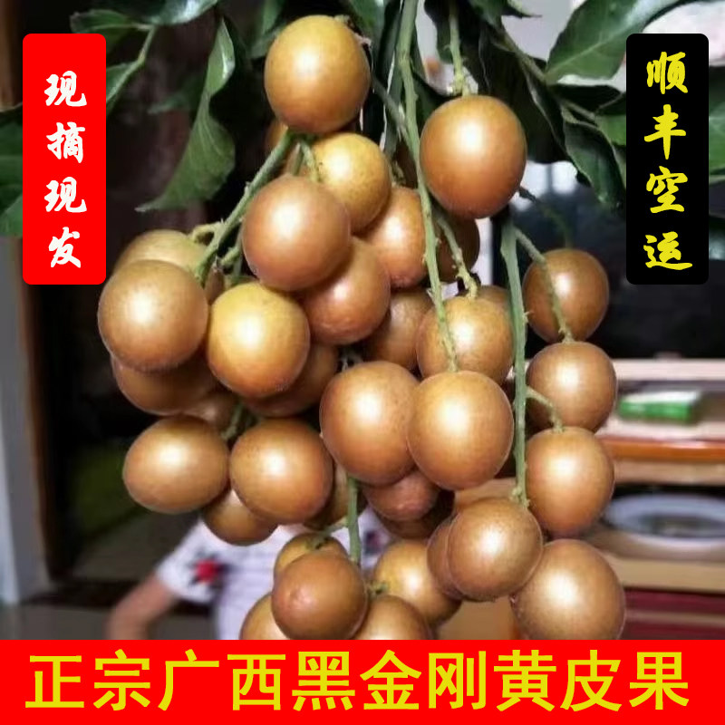 广西黑金刚黄皮果5斤新鲜当季整箱孕妇酸冰糖水果