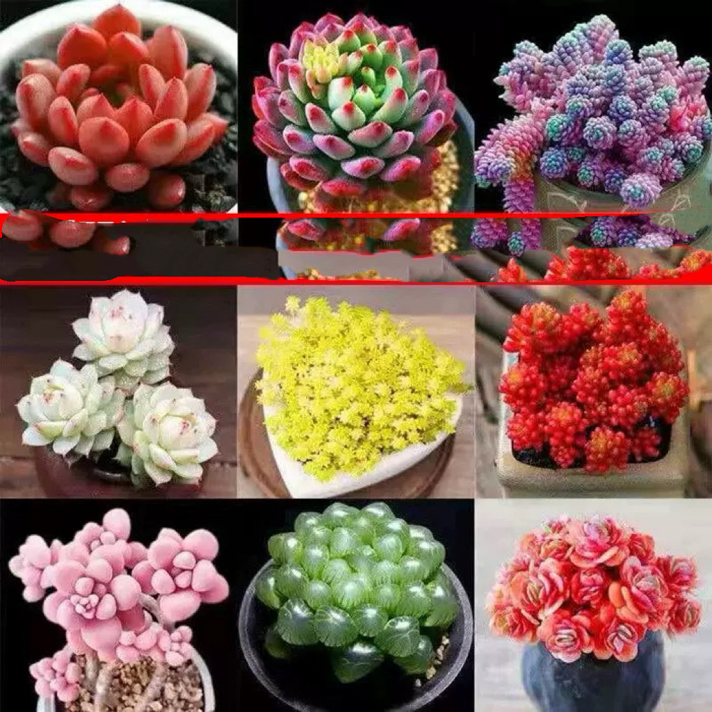 1元秒杀多肉植物种植新手