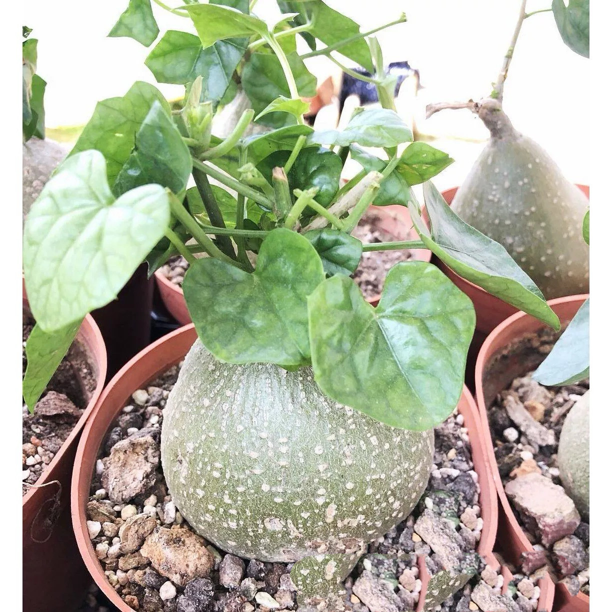 睡布袋多肉植物块根红花断崖女王块根