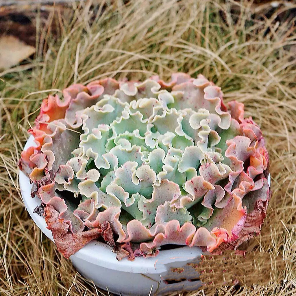 多肉高砂之翁包菜型多肉植物晚霞之舞  蓝狐 舞会红裙 包菜型多肉