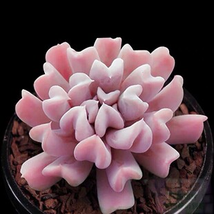 特玉莲多肉植物丘比特萌肉肉组合盆栽防辐射创意绿植花卉  雪精灵