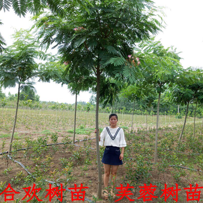 合欢树苗芙蓉花苗庭院盆栽道路绿化苗绒花树南方北方种植当年开花在类目 鲜花速递/花卉仿真/绿植园艺, 花园植物/行道树/果树, 行道树/乔木中 - 来自Buy2taobao.com提供专业的淘宝代购服务