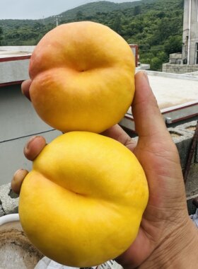 沂蒙山黄油蟠桃桃脆甜两吃放软甜多汁新鲜水果现摘现发