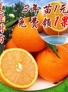 秭归夏橙苗中华红血橙 橙子树苗嫁接苗红肉脐橙当年结果树苗常绿