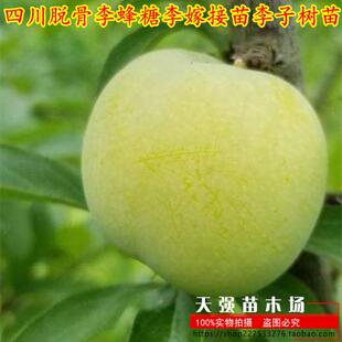 四川晚熟脱骨李嫁接苗李子树苗清脆李青脆甜李南方北方当年结果