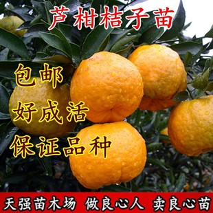 椪柑苗芦柑桔子苗 岩溪晚芦 晚熟椪柑橘子苗盆栽地栽嫁接芦柑苗
