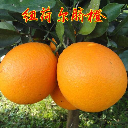 正宗当年结果嫁接赣南脐橙树苗