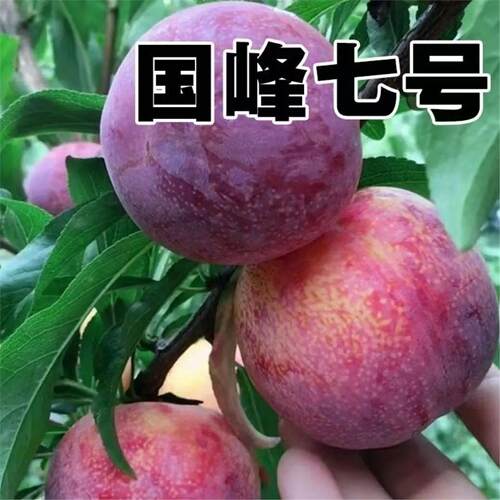国峰七号李子树苗晚熟品种嫁接苗南方北方种植国丰7号辽宁新品种F