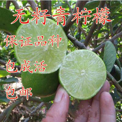 海南青柠檬四季结果树苗