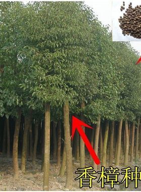 正宗香樟树苗香樟苗种子珍贵稀有龙脑樟树苗香樟小苗驱蚊树包邮