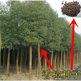 正宗香樟树苗香樟苗种子珍贵稀有龙脑樟树苗香樟小苗驱蚊树包邮