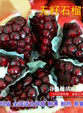 无籽石榴苗突尼斯软籽石榴树苗黑子石榴树果树南北方种植当年结果