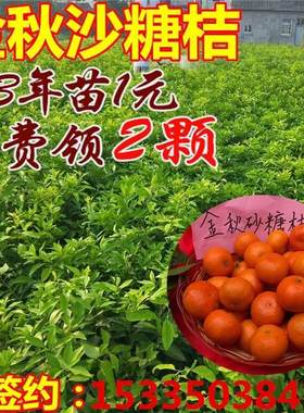 嫁接沙糖桔苗金秋桔子树苗