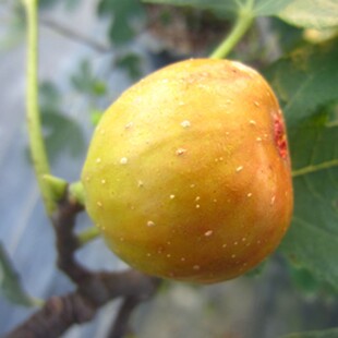 丰产黄无花果树苗四季阳台庭院地栽当年结果特大无花果苗树苗