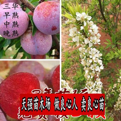 李子树苗嫁接苗早熟庭院地栽