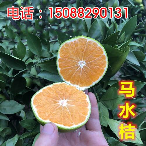 嫁接晚熟南果柑橘苗马水桔树苗