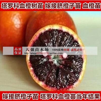 嫁接南北方种植盆栽地栽血橙树苗