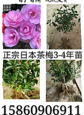 正宗日本进口茶梅扦插苗茶梅别墅庭院花当年开花 盆栽 粉色香包邮